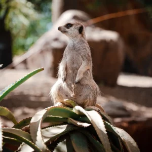 Meerkat at Australia Zoo